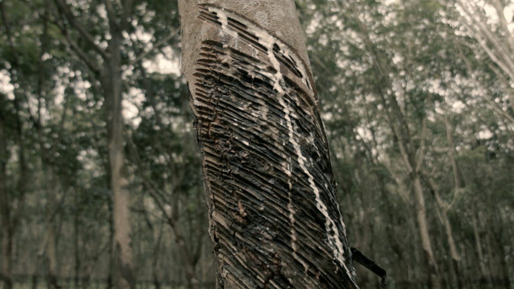 THE-CLEARING_STILL_FID_04